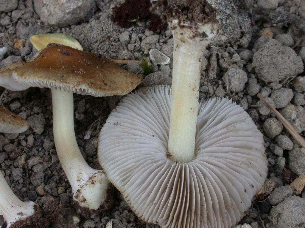 Il brutto anatroccolo